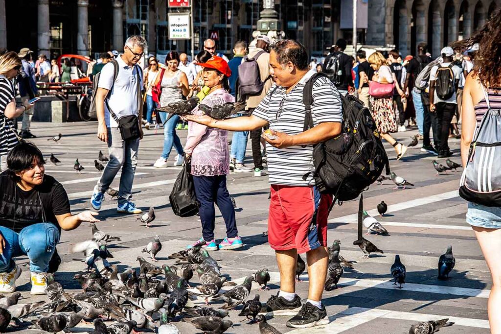 Mężczyzna karmiący gołębie na Piazza Duomo w Mediolanie.