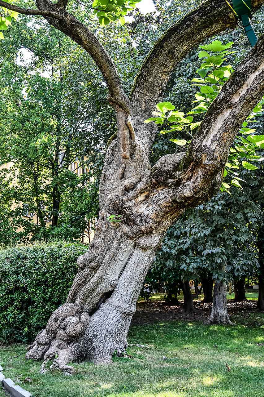 zabytkowe drzewa w Parku Guastalla w Mediolanie